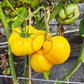 Dixie Golden Giant DER TOMATENFLÜSTERER