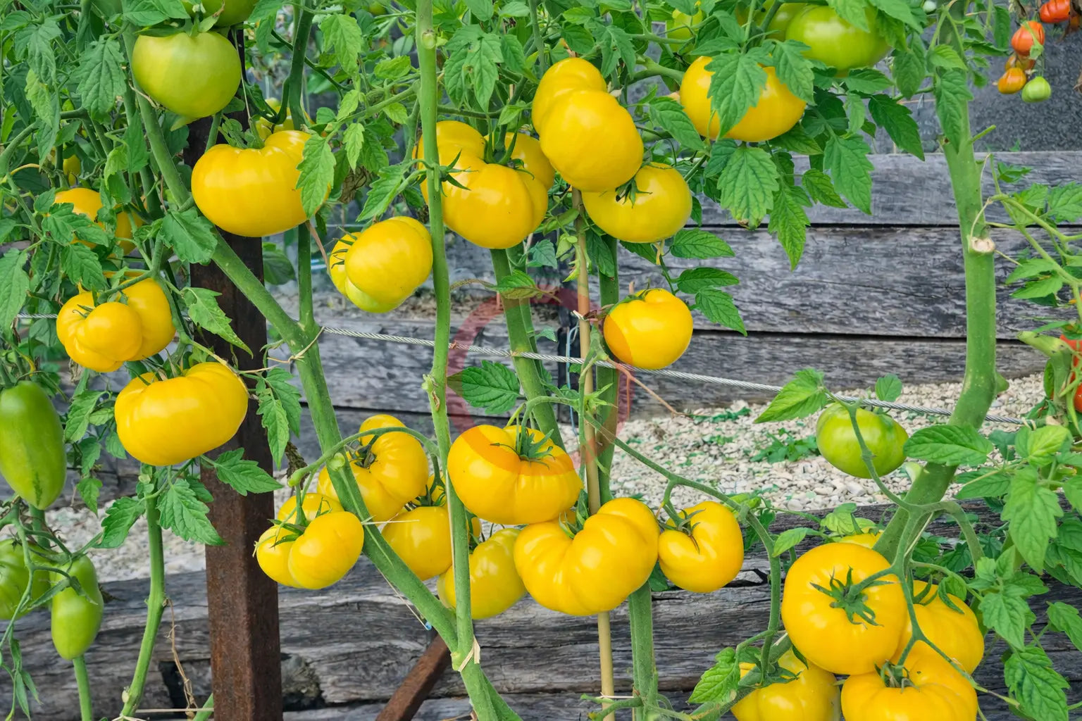 Dixie Golden Giant DER TOMATENFLÜSTERER