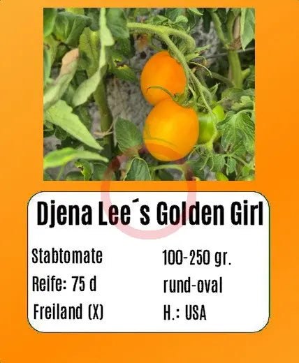 Djena Lee´s Golden Girl DER TOMATENFLÜSTERER