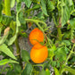 Djena Lee´s Golden Girl DER TOMATENFLÜSTERER