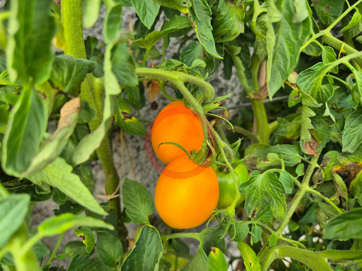 Djena Lee´s Golden Girl DER TOMATENFLÜSTERER