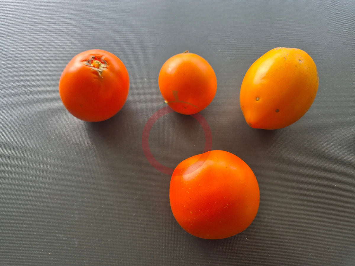 Djena Lee´s Golden Girl DER TOMATENFLÜSTERER