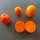 Djena Lee´s Golden Girl DER TOMATENFLÜSTERER