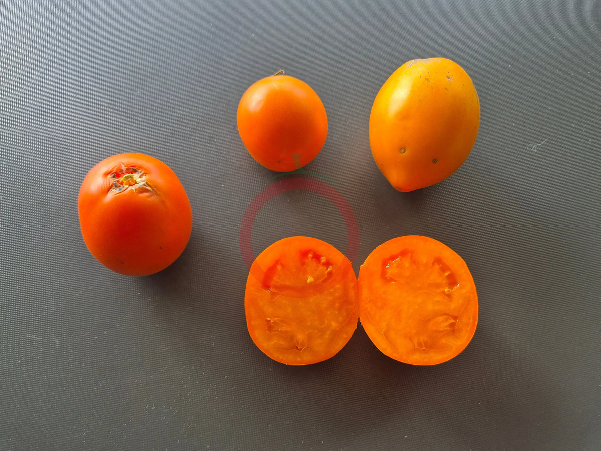 Djena Lee´s Golden Girl DER TOMATENFLÜSTERER