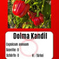 Dolma Kandil DER TOMATENFLÜSTERER