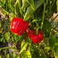 Dolma Kandil DER TOMATENFLÜSTERER