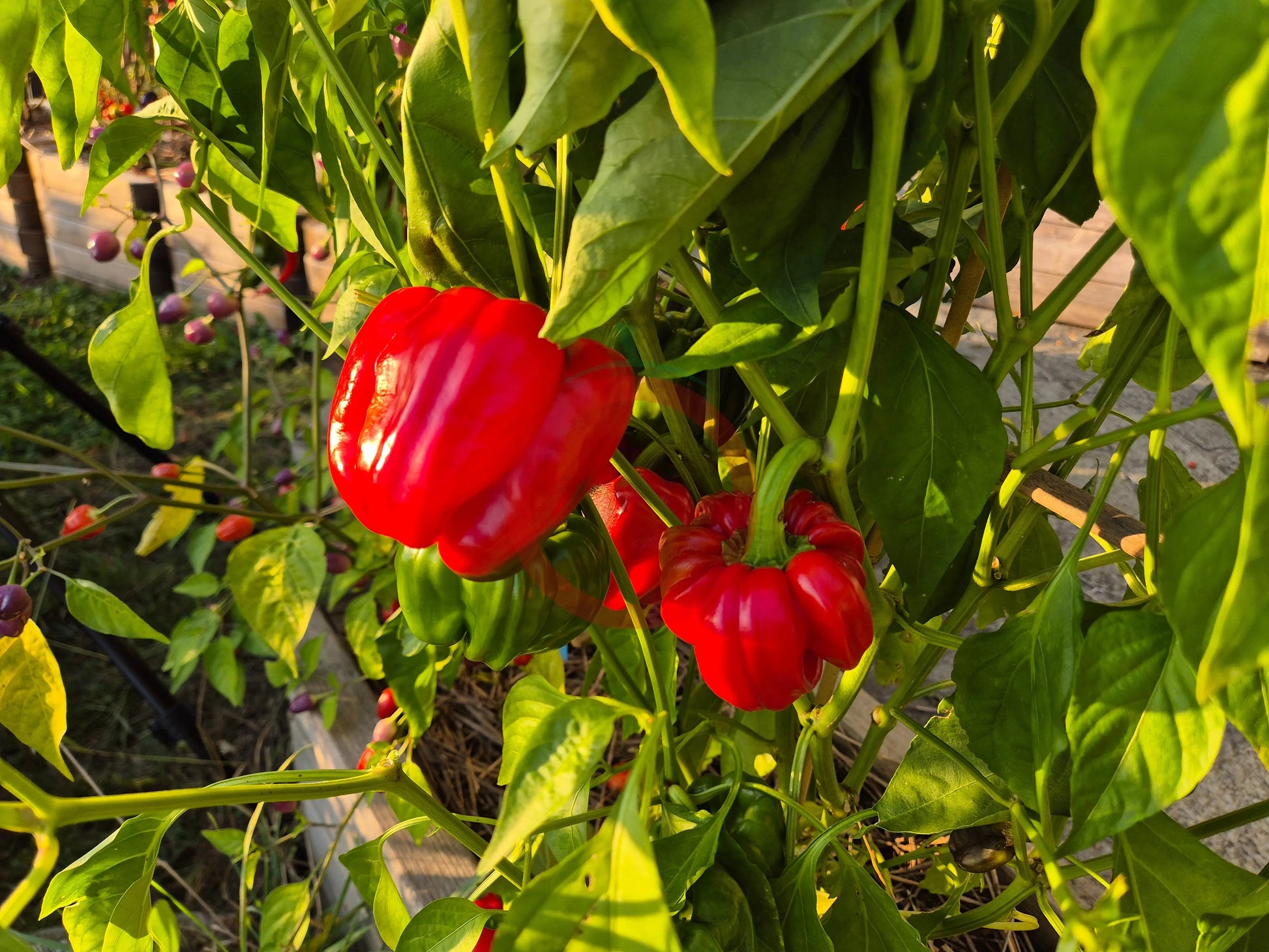 Dolma Kandil DER TOMATENFLÜSTERER
