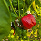 Dolma Kandil DER TOMATENFLÜSTERER