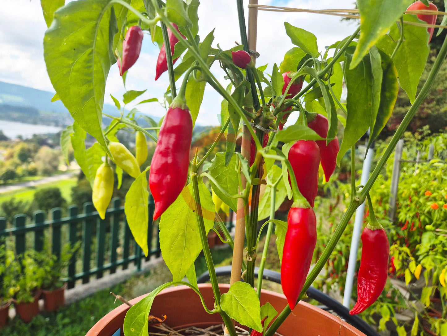 Dong Xuan Market DER TOMATENFLÜSTERER