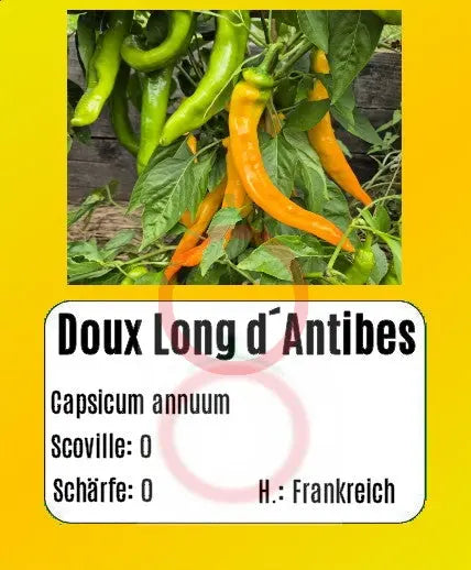Doux Long d´Antibes DER TOMATENFLÜSTERER