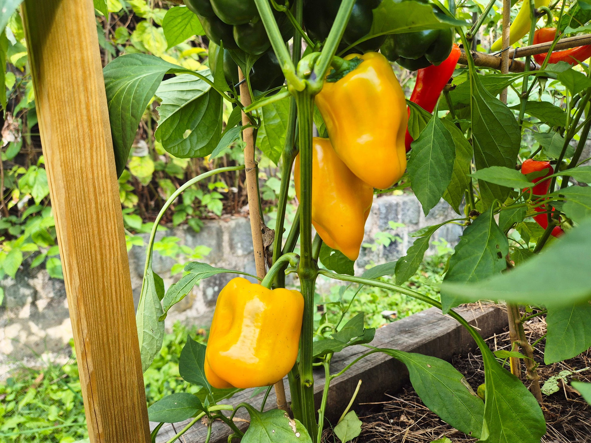 Dr. Watson DER TOMATENFLÜSTERER