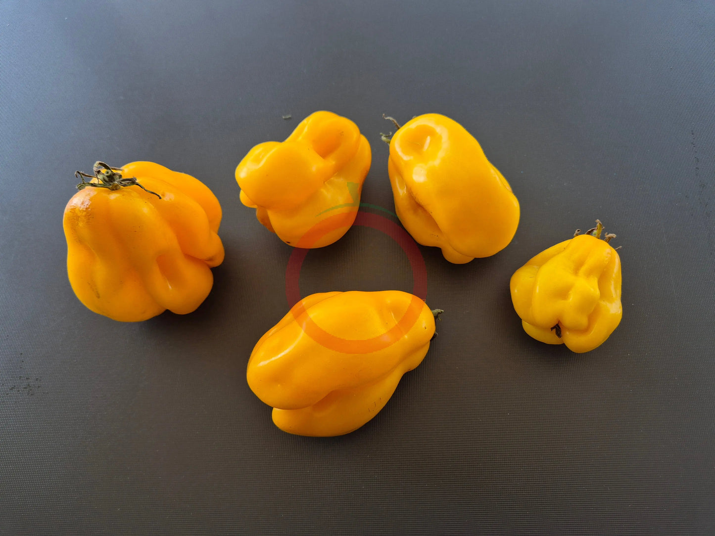 Drapeé DER TOMATENFLÜSTERER