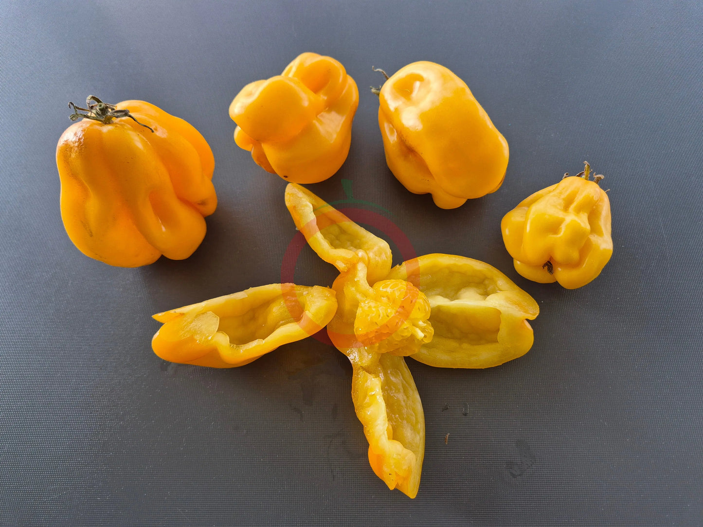 Drapeé DER TOMATENFLÜSTERER