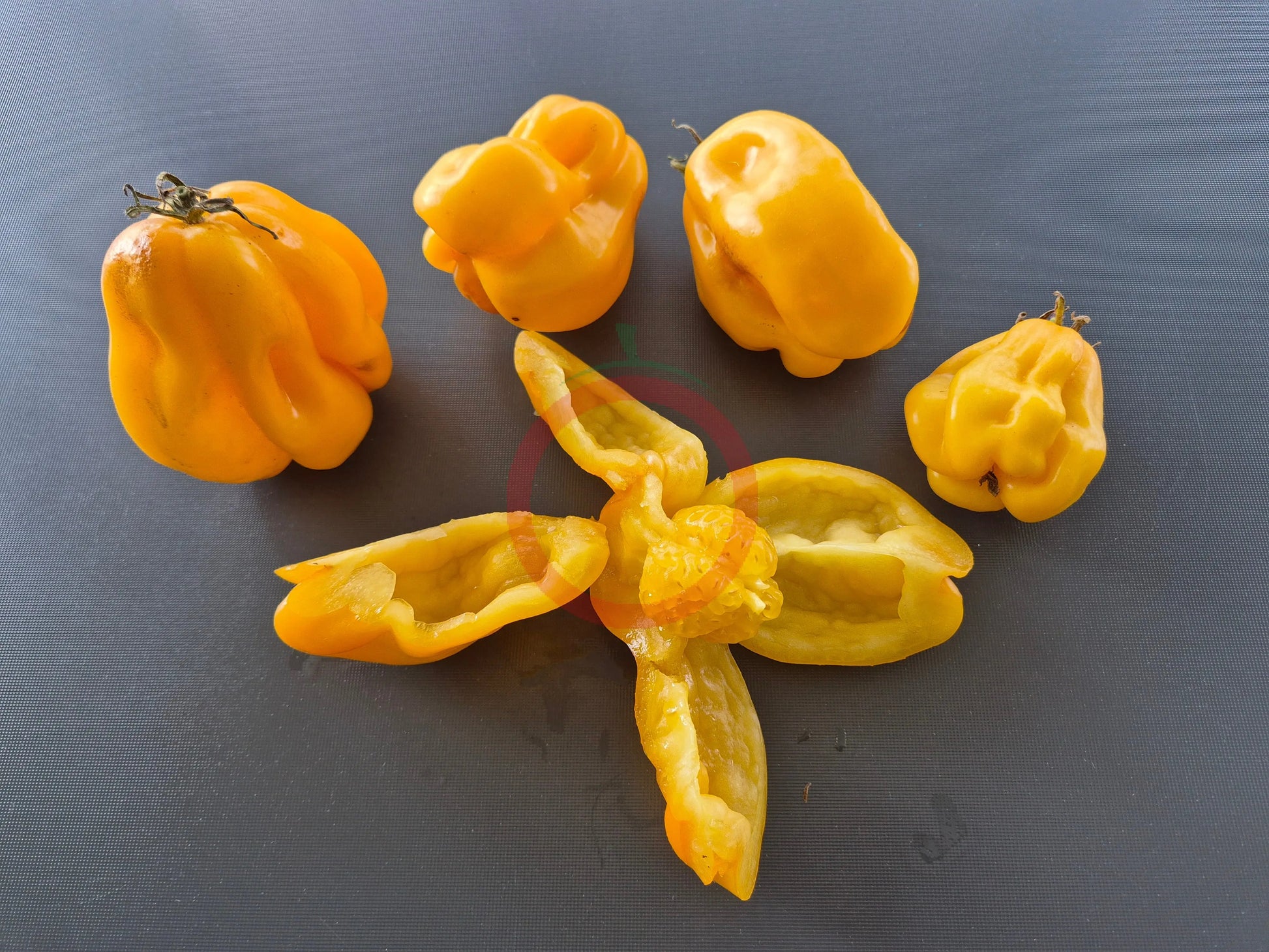 Drapeé DER TOMATENFLÜSTERER