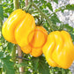 Drapeé DER TOMATENFLÜSTERER