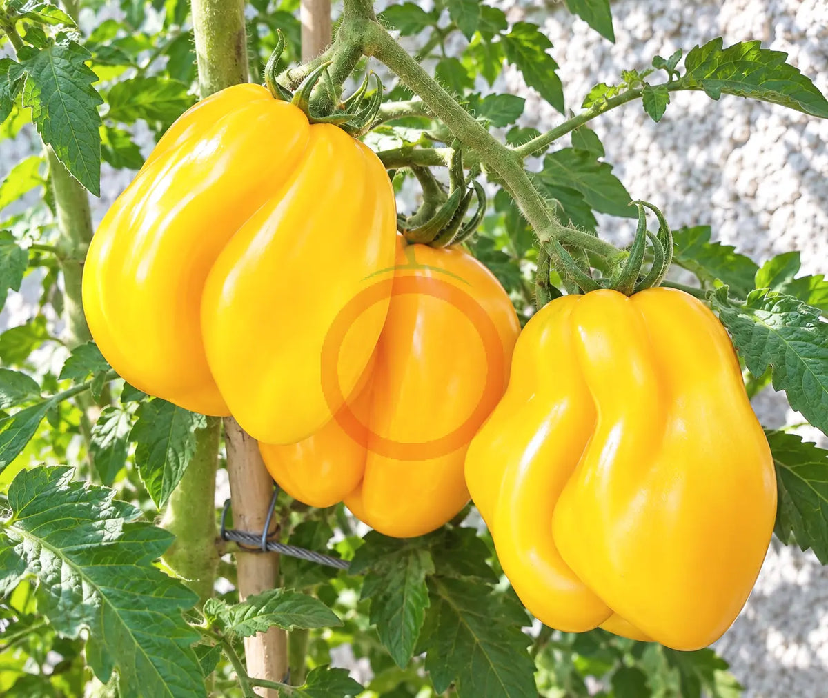 Drapeé DER TOMATENFLÜSTERER