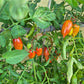 Dream Cream DER TOMATENFLÜSTERER