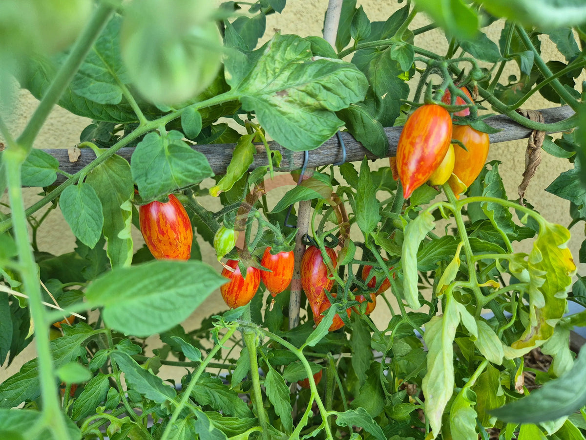 Dream Cream DER TOMATENFLÜSTERER