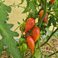 Dream Cream DER TOMATENFLÜSTERER