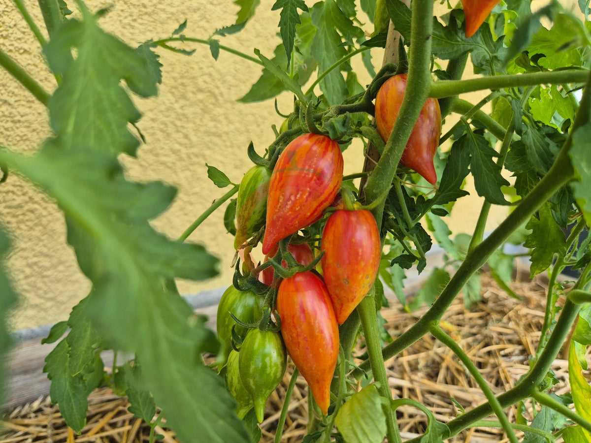 Dream Cream DER TOMATENFLÜSTERER