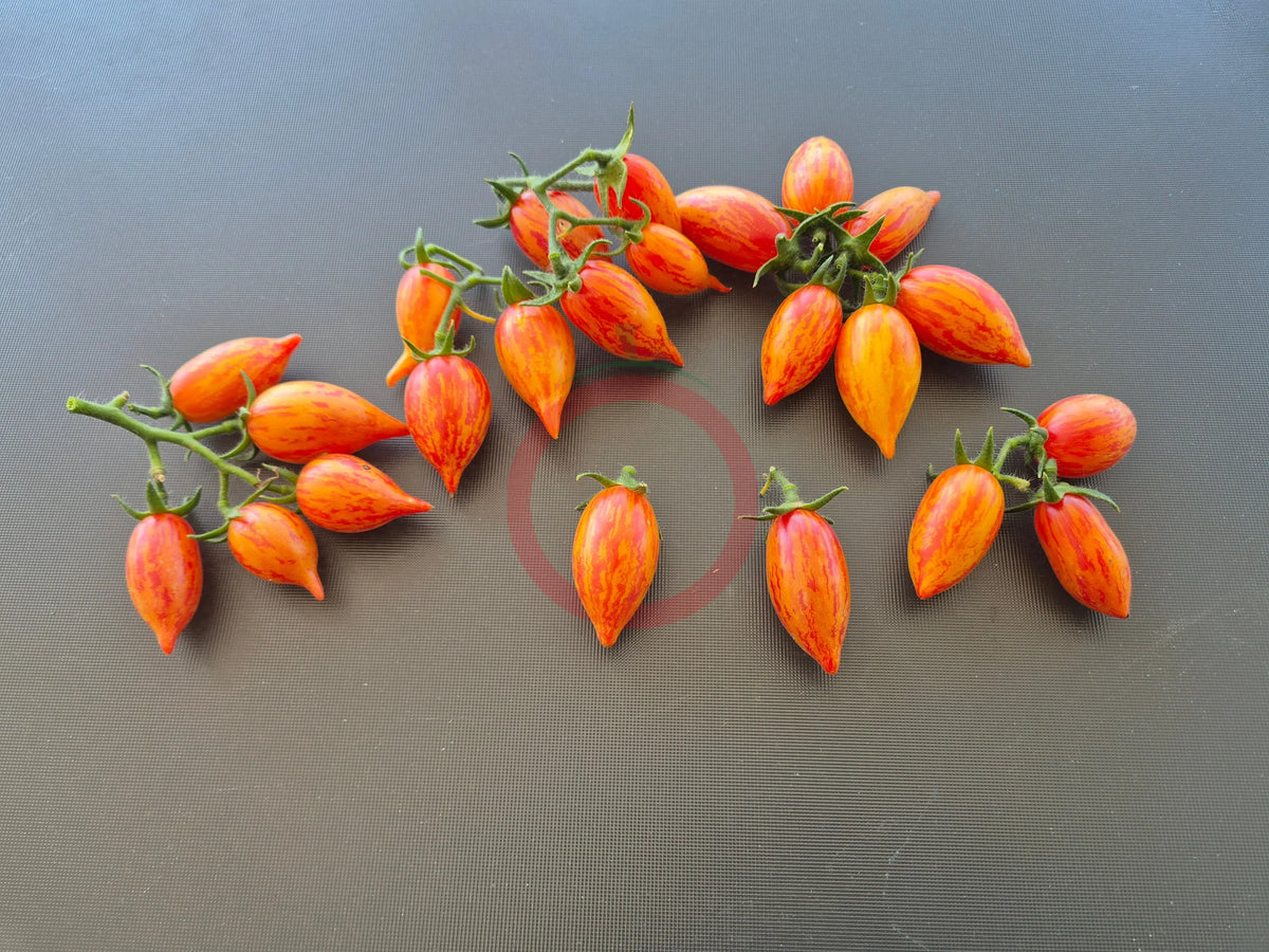 Dream Cream DER TOMATENFLÜSTERER