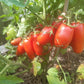 Drova DER TOMATENFLÜSTERER