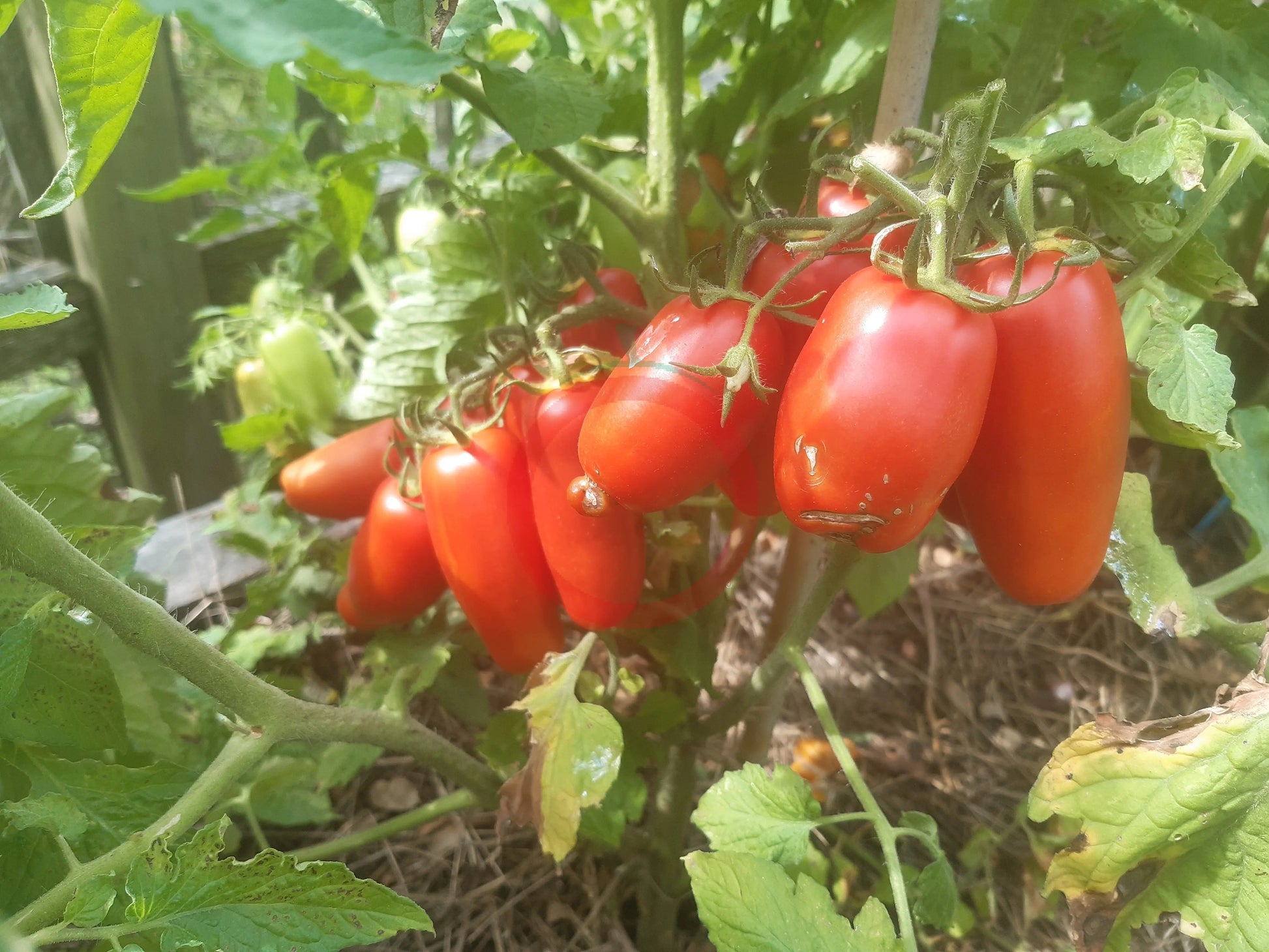 Drova DER TOMATENFLÜSTERER
