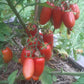 Drova DER TOMATENFLÜSTERER