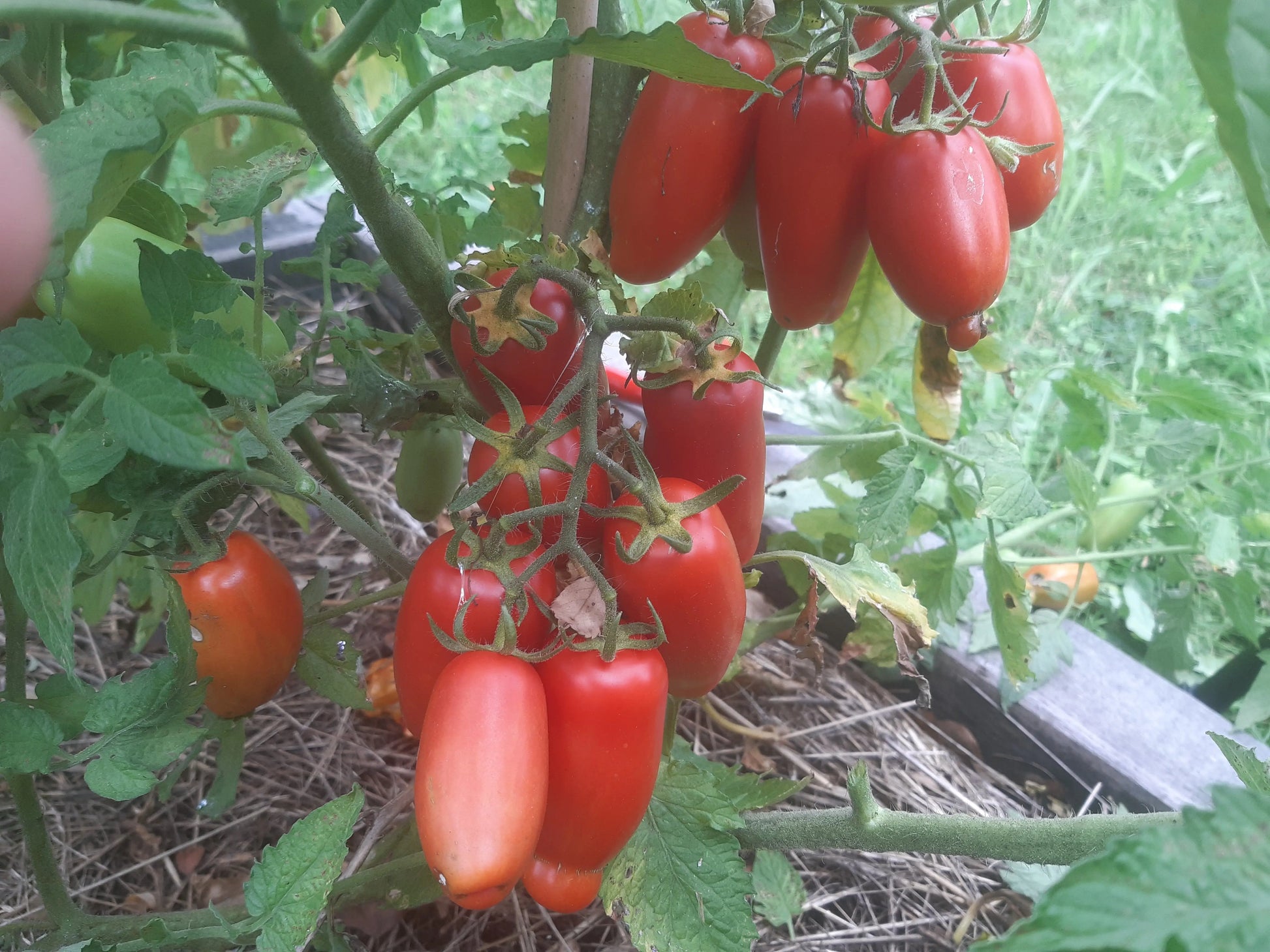 Drova DER TOMATENFLÜSTERER