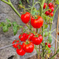 Dubok DER TOMATENFLÜSTERER