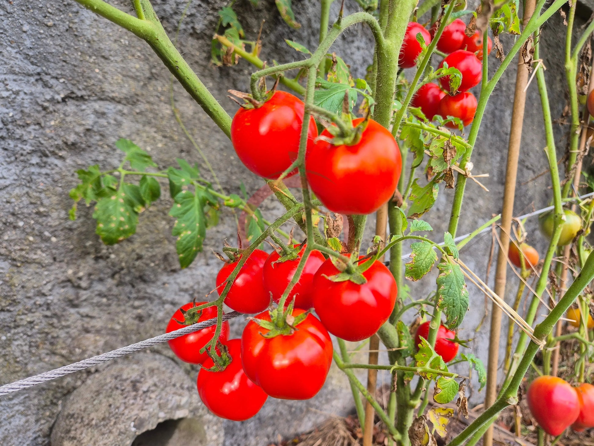 Dubok DER TOMATENFLÜSTERER
