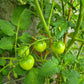 Dubok DER TOMATENFLÜSTERER