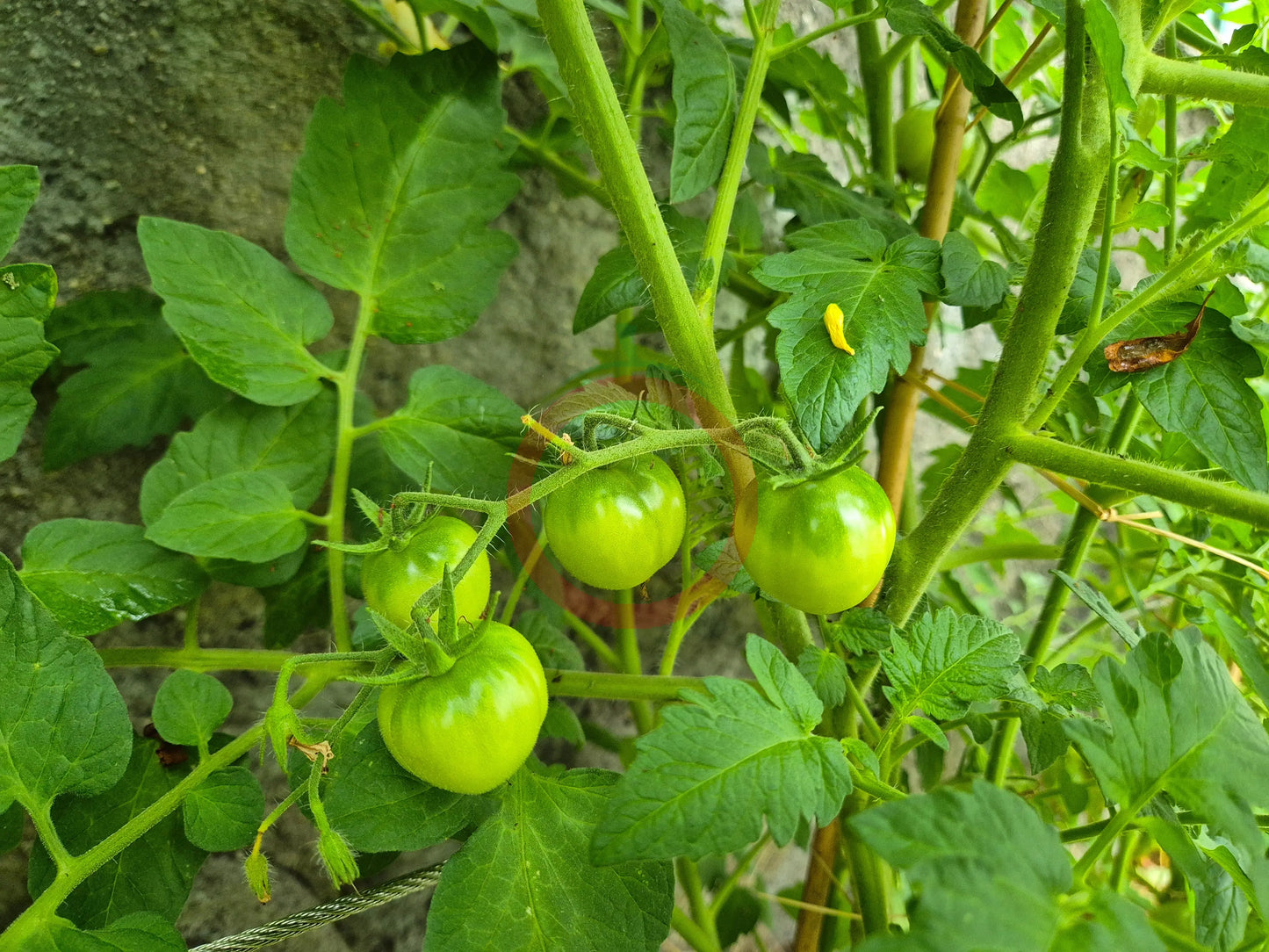 Dubok DER TOMATENFLÜSTERER