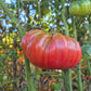 Dutchman DER TOMATENFLÜSTERER