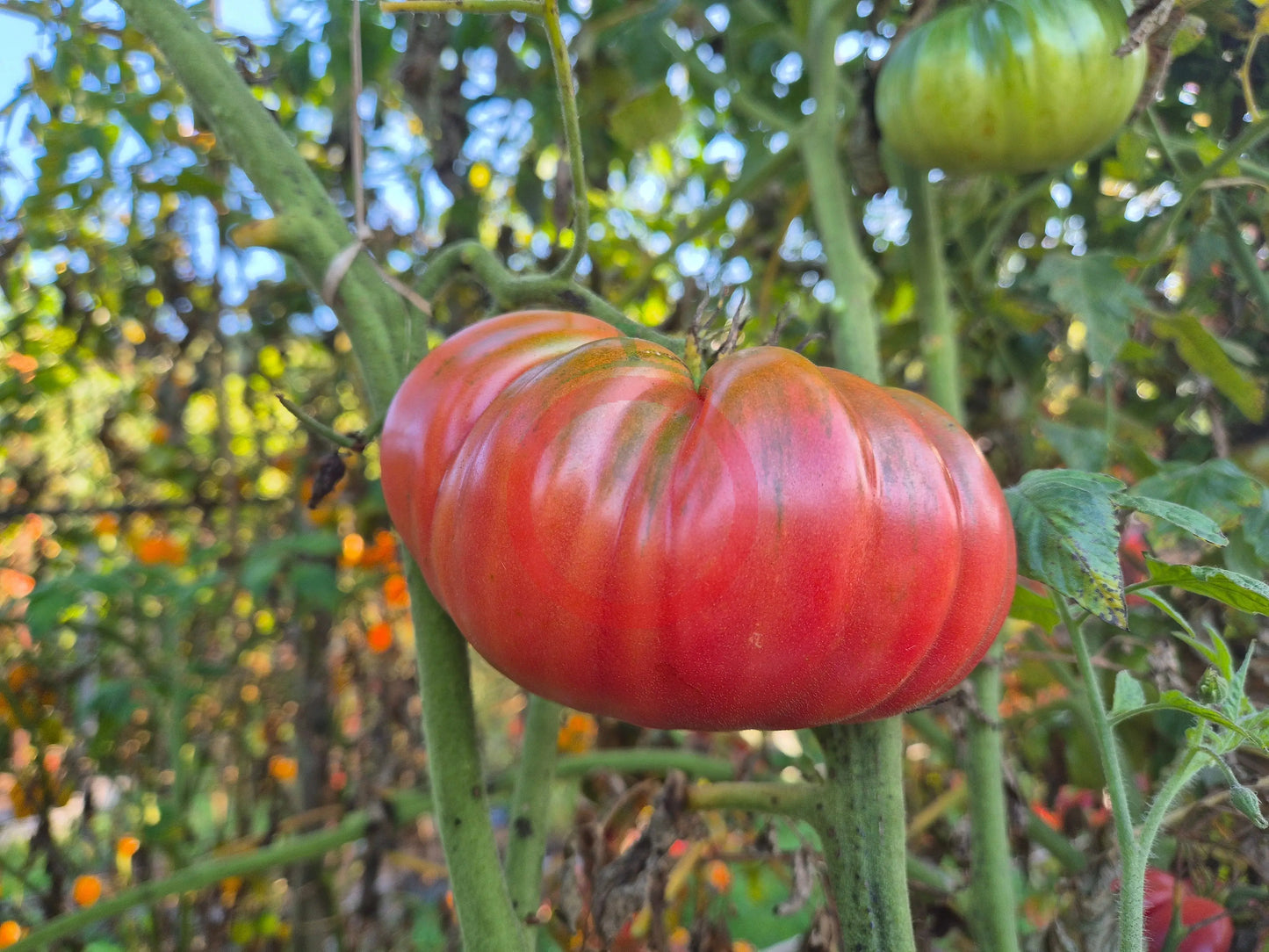 Dutchman DER TOMATENFLÜSTERER
