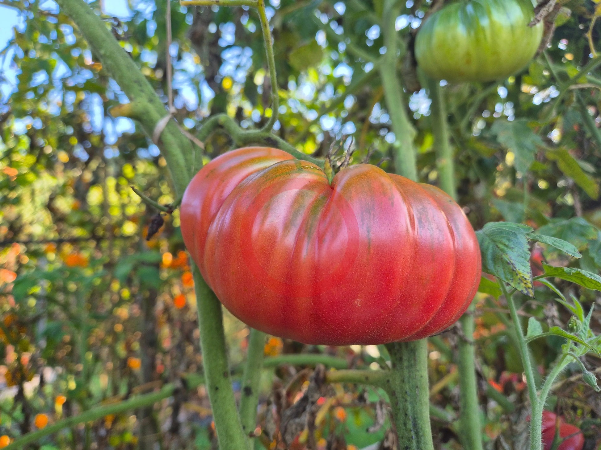 Dutchman DER TOMATENFLÜSTERER