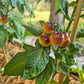 Dwarf 1999 DER TOMATENFLÜSTERER
