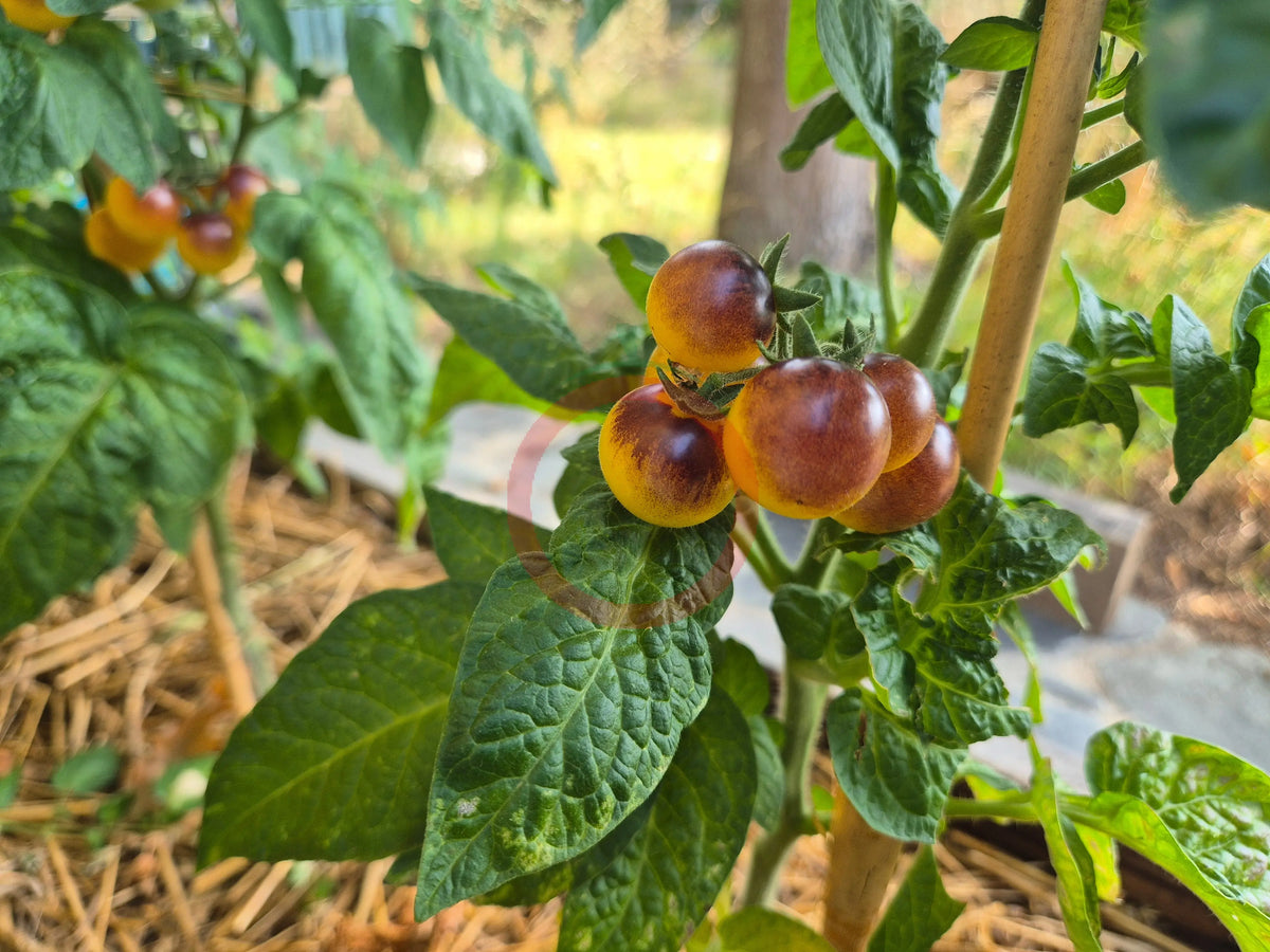 Dwarf 1999 DER TOMATENFLÜSTERER