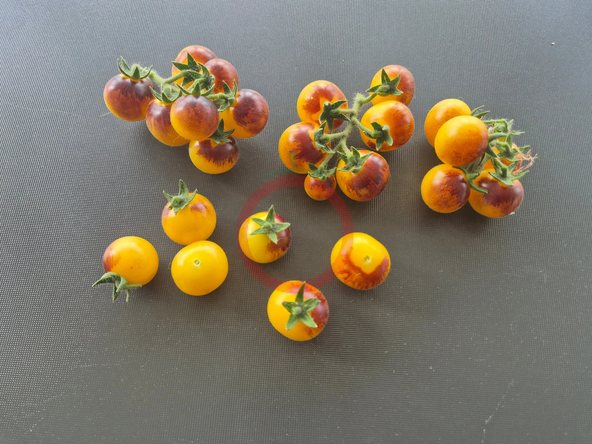 Dwarf 1999 DER TOMATENFLÜSTERER