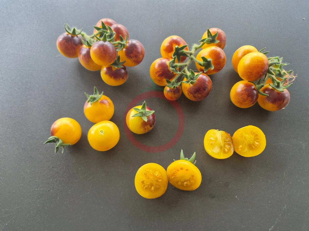 Dwarf 1999 DER TOMATENFLÜSTERER