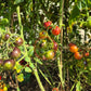 Dwarf Balkan Tiger DER TOMATENFLÜSTERER