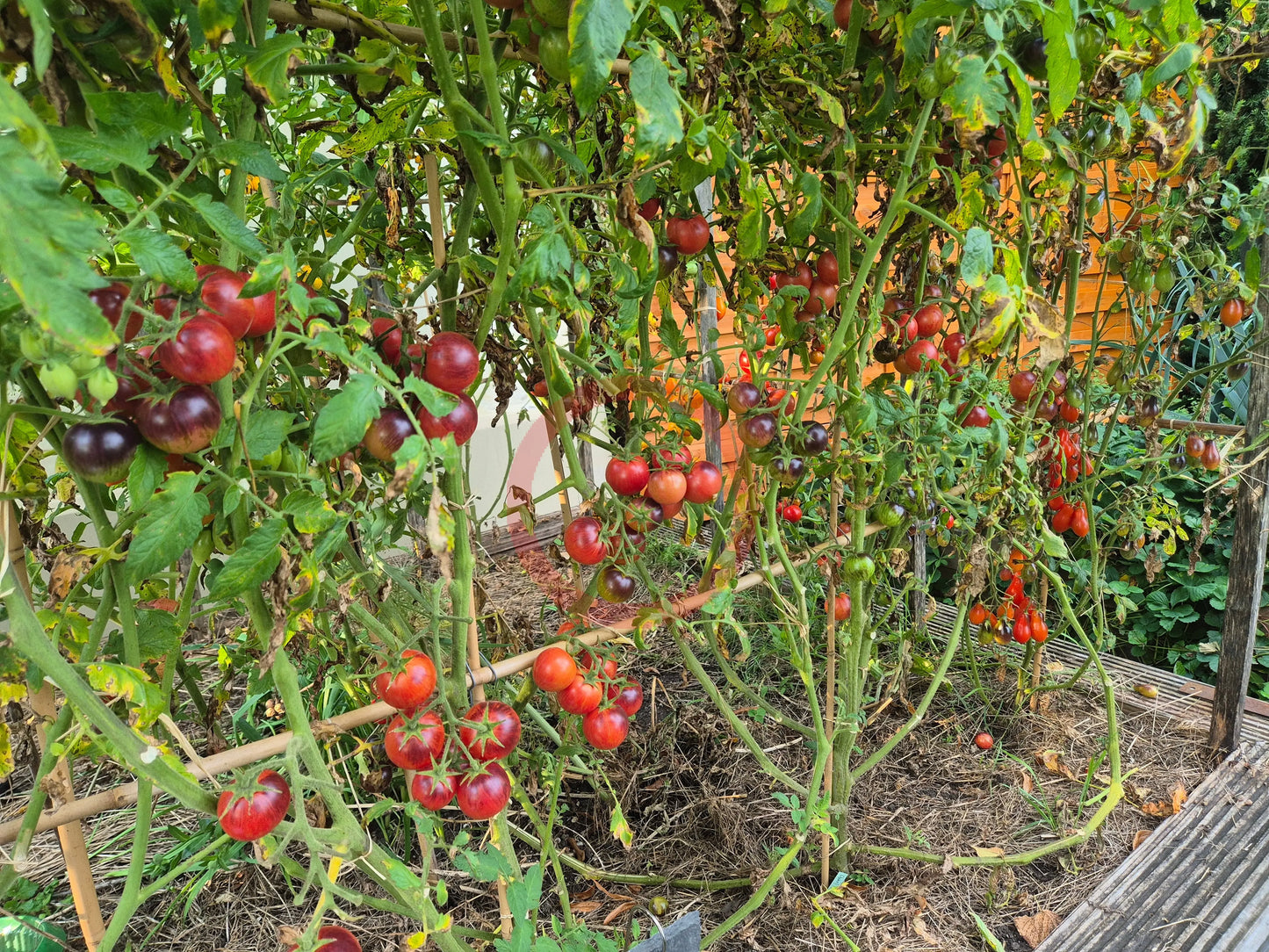 Dwarf Balkan Tiger DER TOMATENFLÜSTERER