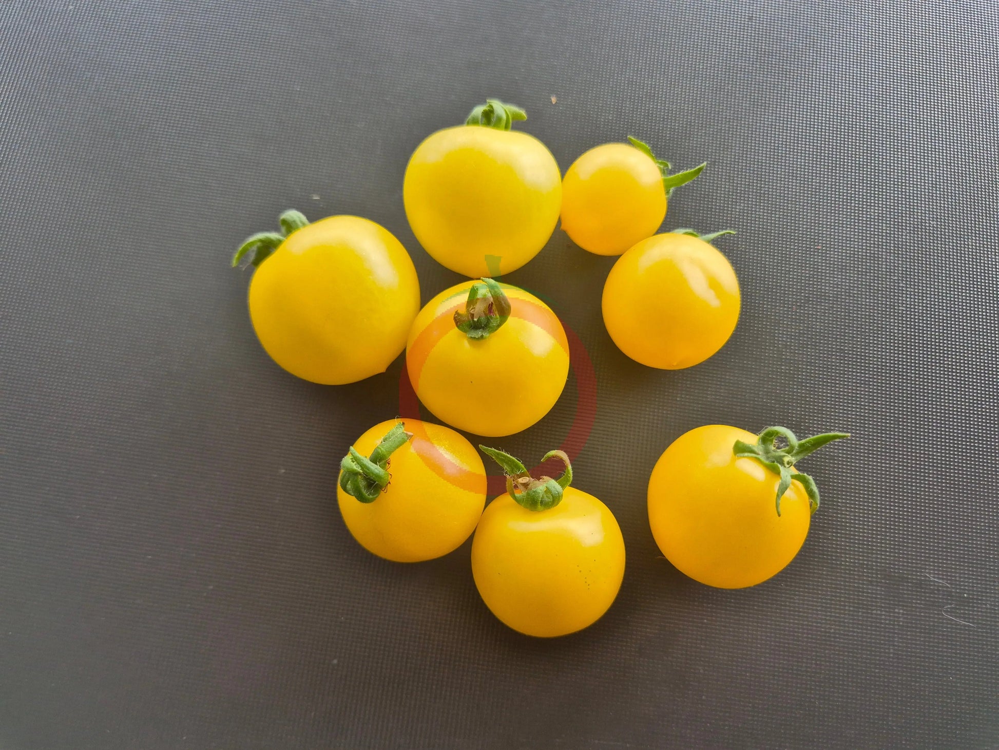 Dwarf Birdie Jaune DER TOMATENFLÜSTERER