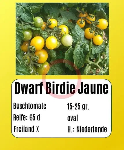 Dwarf Birdie Jaune DER TOMATENFLÜSTERER