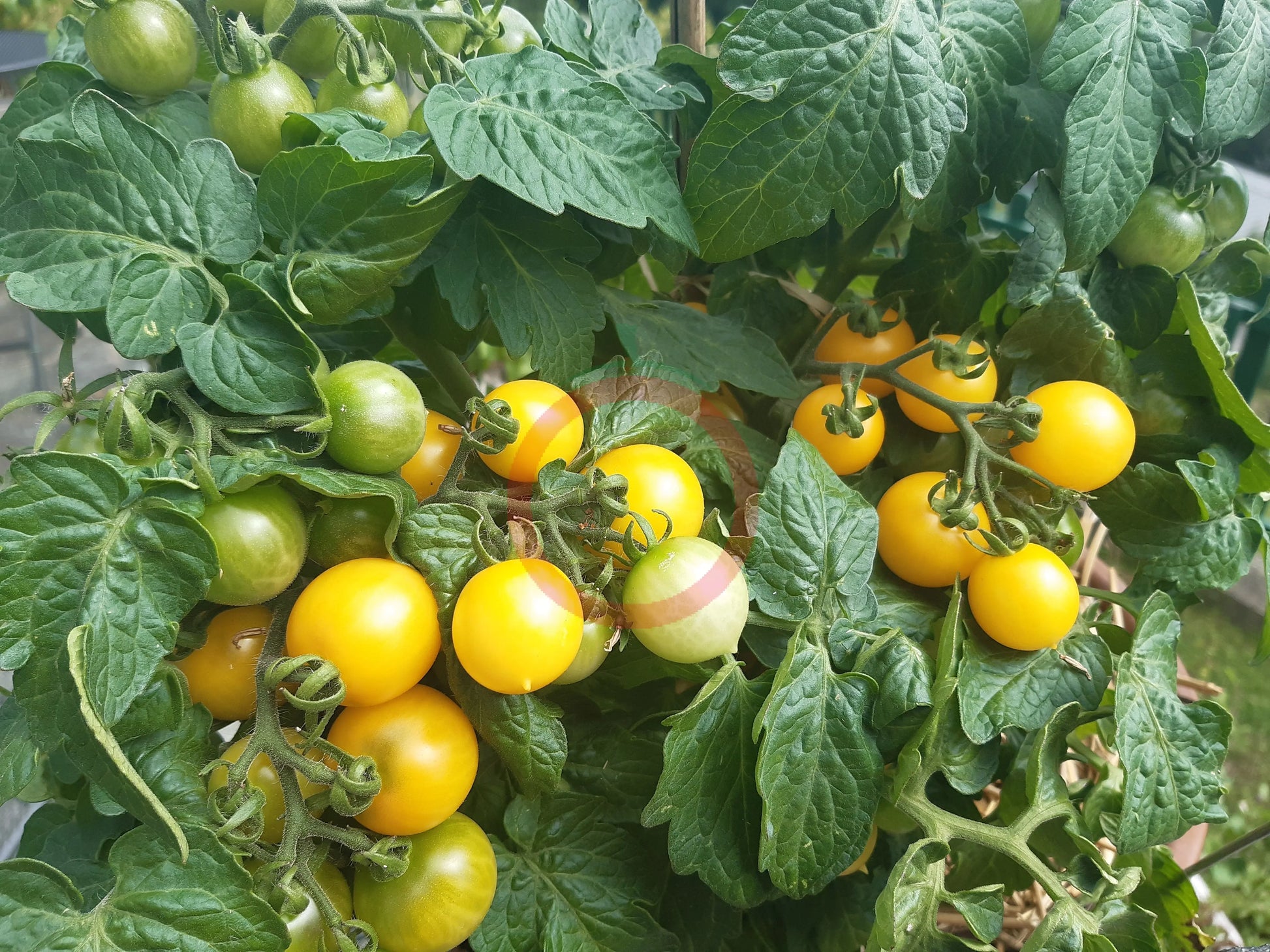 Dwarf Birdie Jaune DER TOMATENFLÜSTERER
