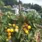 Dwarf Birdie Jaune DER TOMATENFLÜSTERER