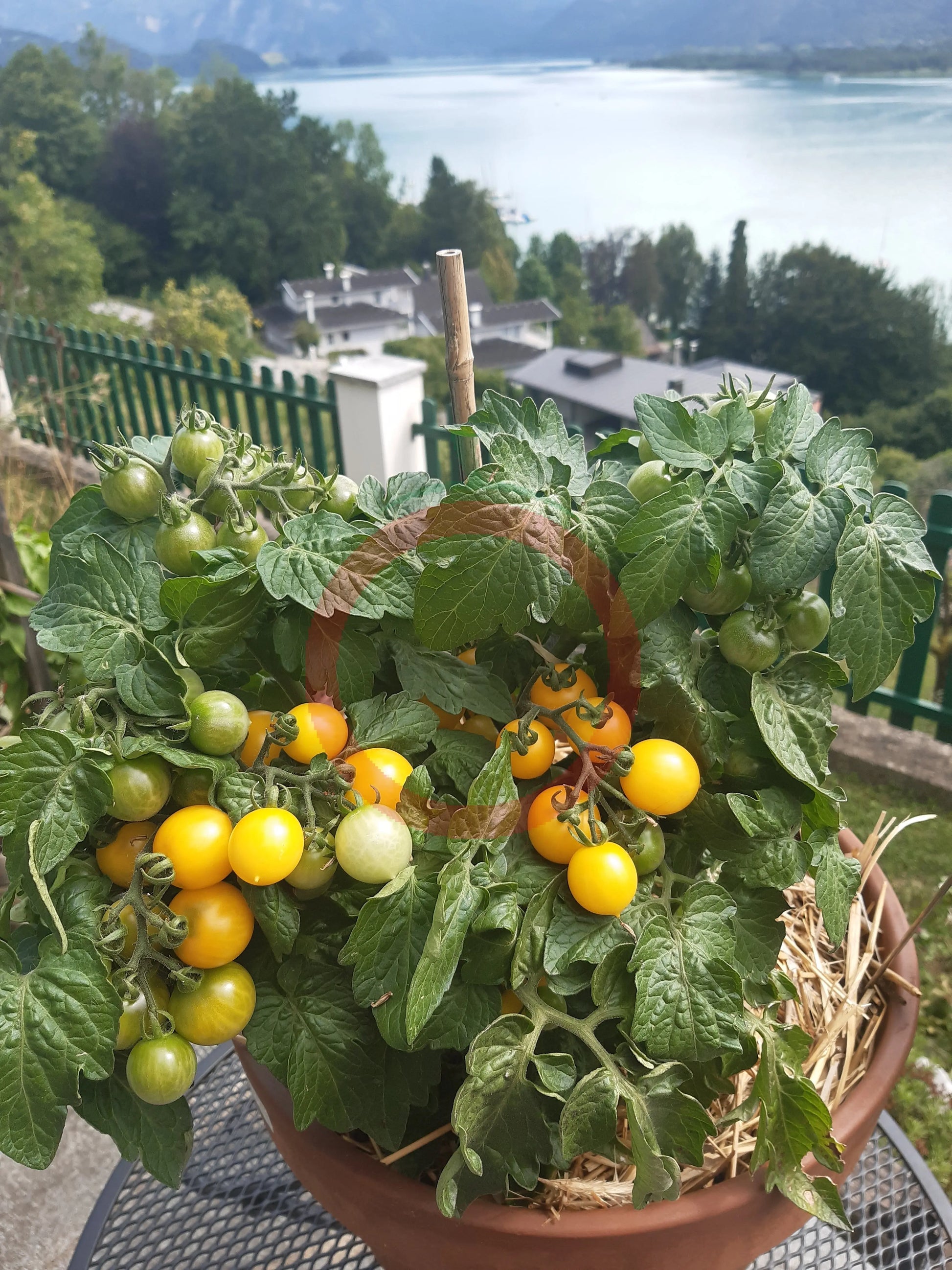 Dwarf Birdie Jaune DER TOMATENFLÜSTERER