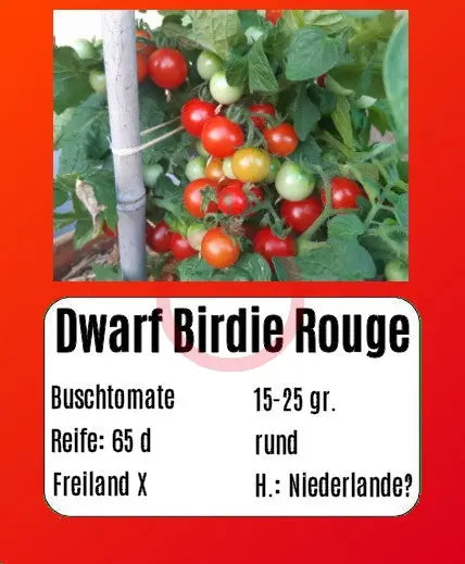 Dwarf Birdie Rouge DER TOMATENFLÜSTERER