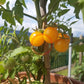 Dwarf Eagle Smiley DER TOMATENFLÜSTERER