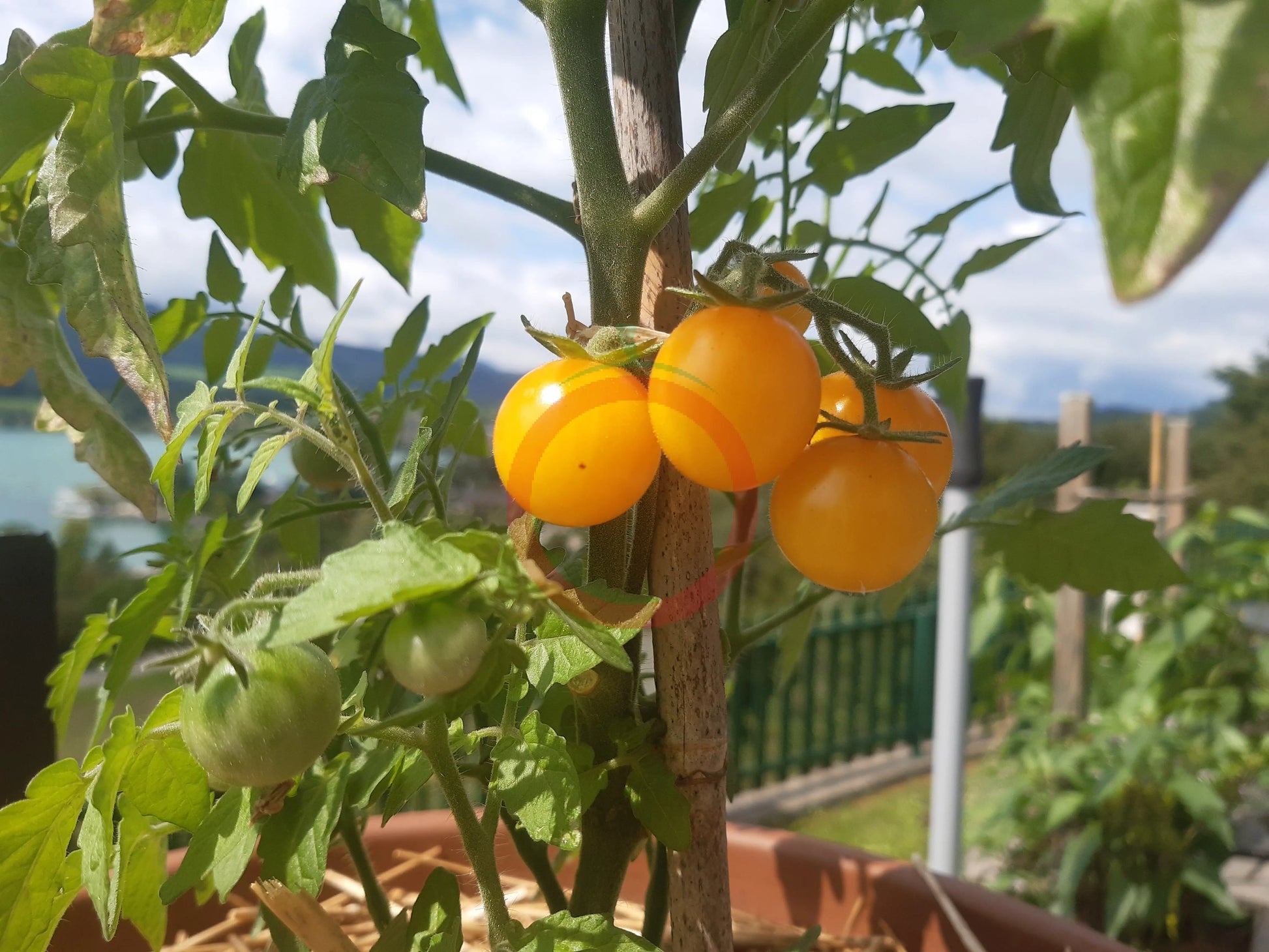 Dwarf Eagle Smiley DER TOMATENFLÜSTERER
